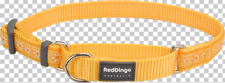 Dingo Dog Collar Martingale PNG, Clipart, Animals, Chain, Choker, Clothing Accessories, Collar Free PNG Download