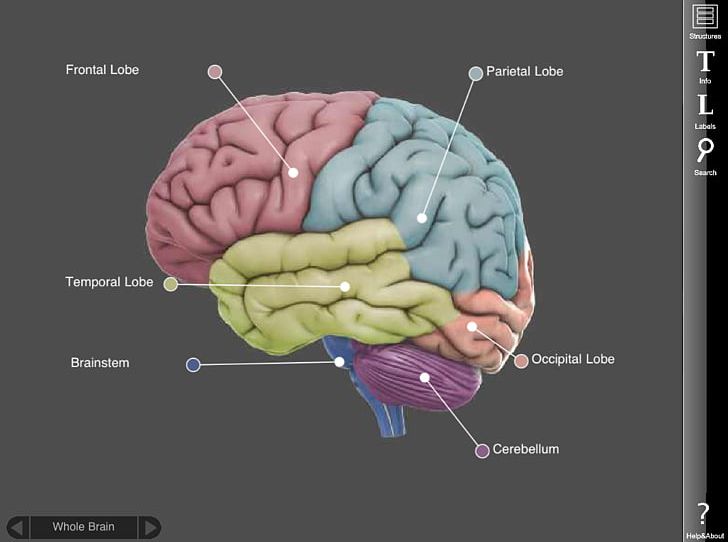 Human Brain Three-dimensional Space Rotation IOS PNG, Clipart, Brain, Brain Mapping, Central Nervous System, Human Brain, Ios Free PNG Download