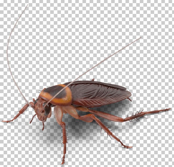 American Cockroach Insect German Cockroach Pest Control PNG, Clipart, American, American Cockroach, Animals, Arthropod, Cockroach Free PNG Download