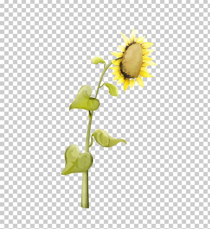 Common Sunflower Daisy Family Perennial Sunflower Sunflower Seed PNG, Clipart, Common Daisy, Common Sunflower, Cut Flowers, Daisy Family, Flora Free PNG Download