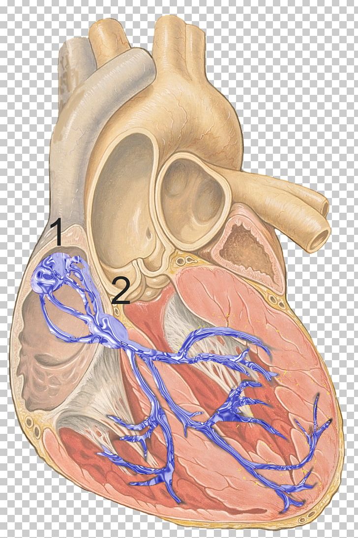 Electrical Conduction System Of The Heart Sinoatrial Node Cardiac Muscle Bundle Of His PNG, Clipart, Action Potential, Atrioventricular Node, Atrium, Bundle Branches, Bundle Of His Free PNG Download