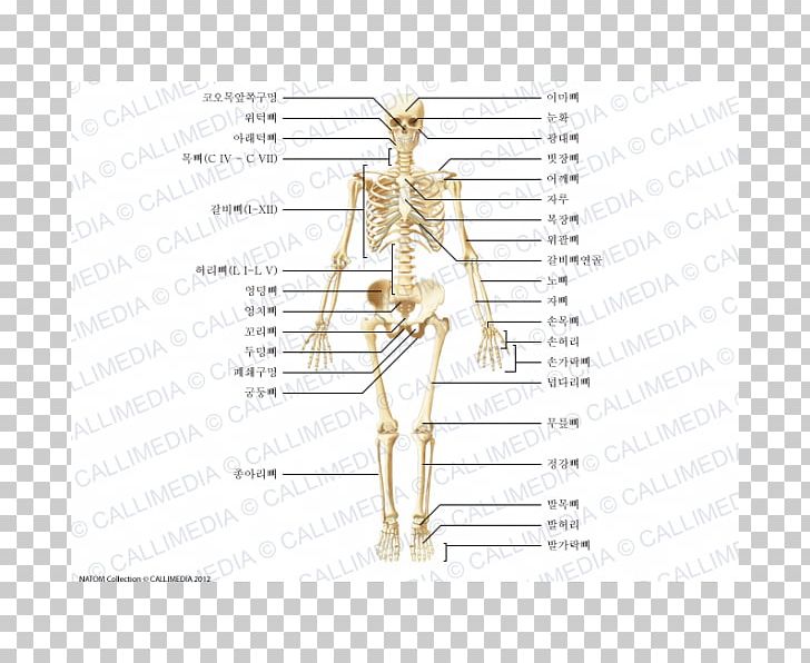 Zygomatic Bone Shoulder Anatomy Human Body PNG, Clipart, Anatomy, Angle, Arm, Bone, Carpal Bones Free PNG Download