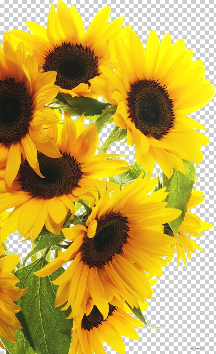 Portable Network Graphics Photography Common Sunflower PNG, Clipart, Annual Plant, Common Sunflower, Cut Flowers, Daisy Family, Floral Design Free PNG Download