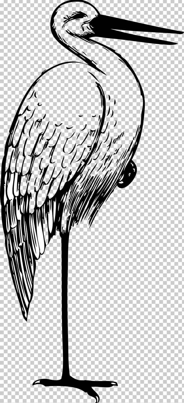 White Stork PNG, Clipart, Animals, Artwork, Beak, Bird, Black And White Free PNG Download