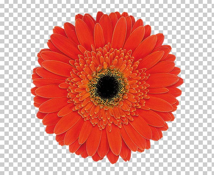 Transvaal Daisy Common Daisy Footage B-roll Flower PNG, Clipart, Annual Plant, Broll, Chamomile, Chrysanthemum, Chrysanths Free PNG Download