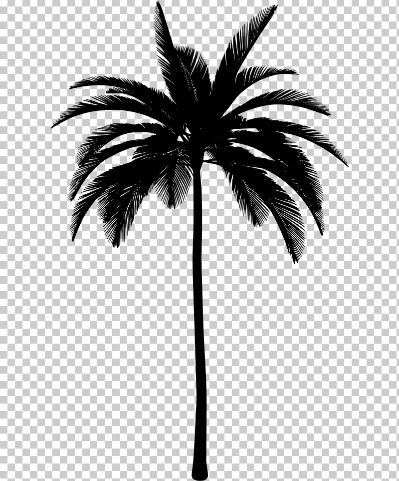 Palm Tree PNG, Clipart, Arecales, Black, Blackandwhite, Leaf, Palm Tree Free PNG Download