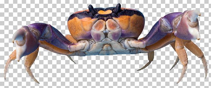 Crab Google S Color PNG, Clipart, Animals, Animal Source Foods, Brown, Chinese Mitten Crab, Color Free PNG Download