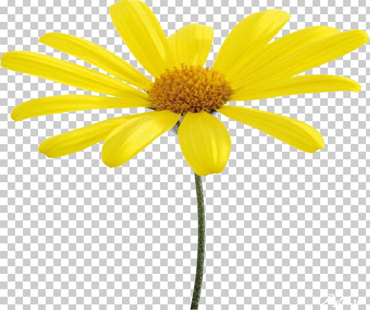 Flower Yellow Oxeye Daisy PNG, Clipart, Chrysanthemum, Chrysanths, Cut Flowers, Daisy, Daisy Family Free PNG Download