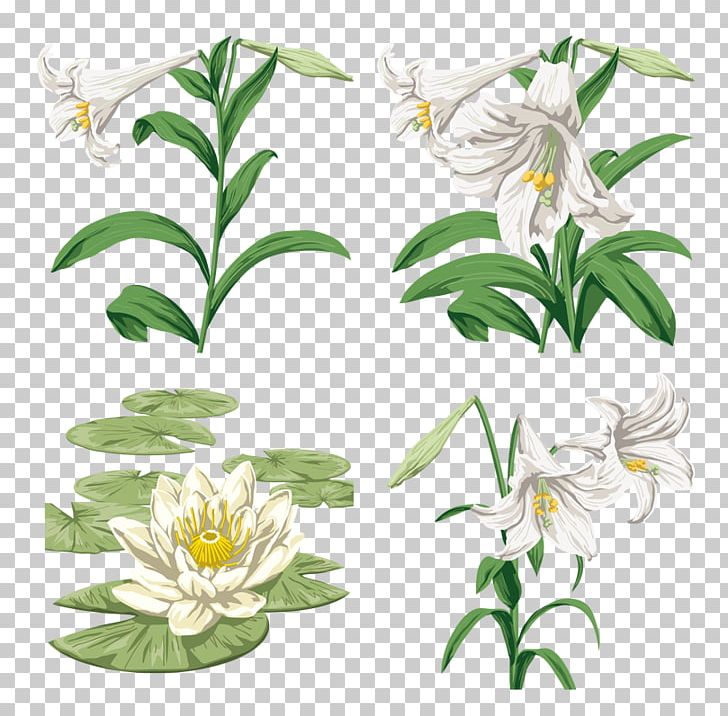 Lilium Graphic Style Graphic Design PNG, Clipart,  Free PNG Download