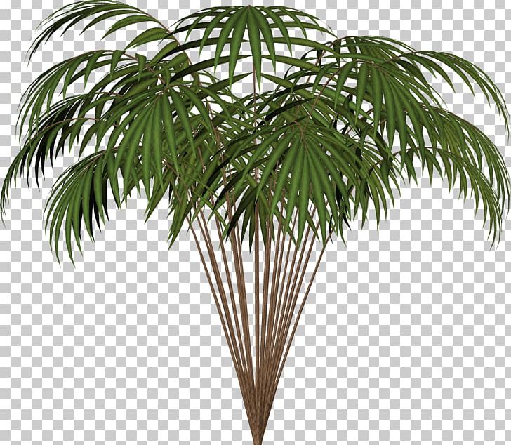 Arecaceae Asian Palmyra Palm Date Palm Houseplant Coconut PNG, Clipart, Arecaceae, Arecales, Asian Palmyra Palm, Big Ben, Borassus Free PNG Download