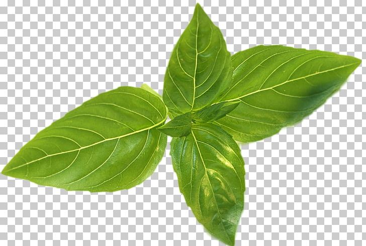 Basil Leaflet Coffee Fines Herbes PNG, Clipart, Basil, Coffee, Fines Herbes, Green Leaf, Healthy Diet Free PNG Download