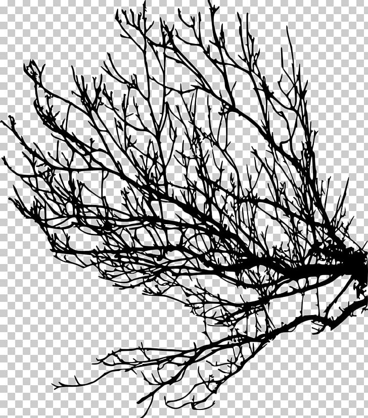 Branch Tree Twig PNG, Clipart, Artwork, Black And White, Branch, Flora, Flower Free PNG Download