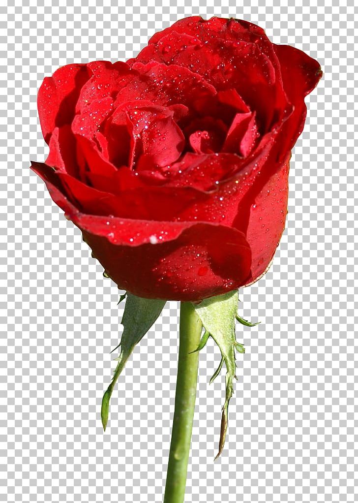 Garden Roses Flower Color PNG, Clipart, China Rose, Closeup, Color, Cut Flowers, Floribunda Free PNG Download