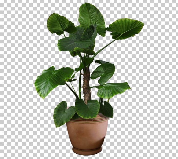 Plant Flowerpot PNG, Clipart, Cachepot, Computer Graphics, Flower, Flowerpot, Folding Screen Free PNG Download