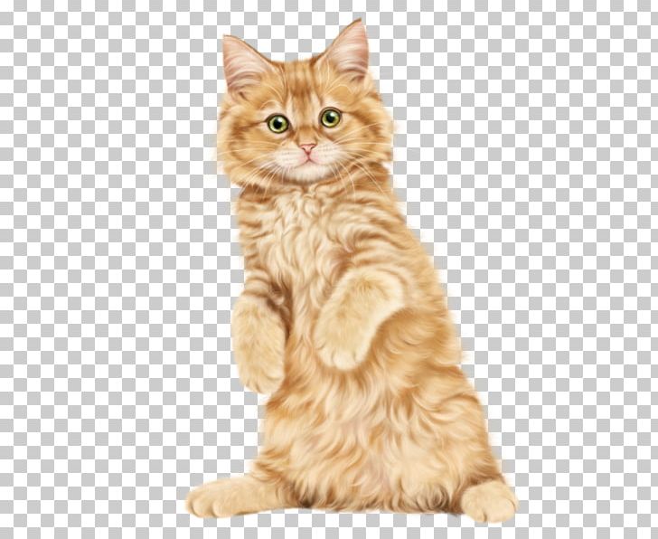 Ragdoll Kitten American Shorthair British Shorthair Siamese Cat PNG, Clipart, American Shorthair, American Wirehair, Animal, Animals, Black Cat Free PNG Download