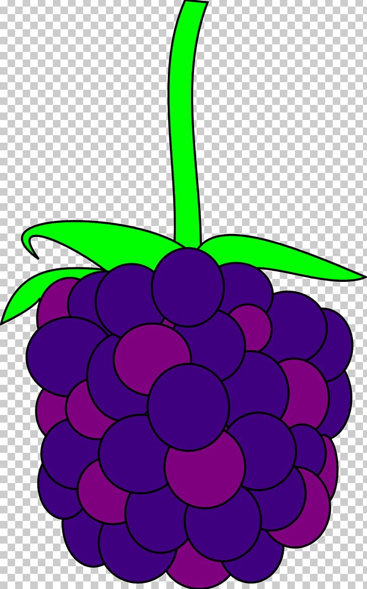 Blackberry PNG, Clipart, Blackberry, Bunch, Bunch Of Flowers, Bunch Of Grapes, Cartoon Free PNG Download