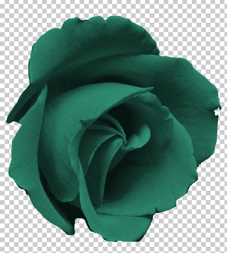 Blue Rose Pink Rose Garden PNG, Clipart, Aqua, Blue, Blue Rose, Clip Art, Desktop Wallpaper Free PNG Download