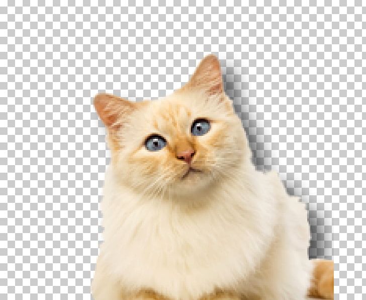 British Semi-longhair Whiskers Birman Kitten Domestic Short-haired Cat PNG, Clipart, Animals, Asia, Asian, Asian People, Birman Free PNG Download