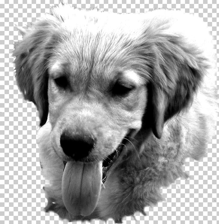 Golden Retriever Labrador Retriever Puppy Dog Breed Companion Dog PNG, Clipart, Animals, Black And White, Breed, Carnivoran, Companion Dog Free PNG Download