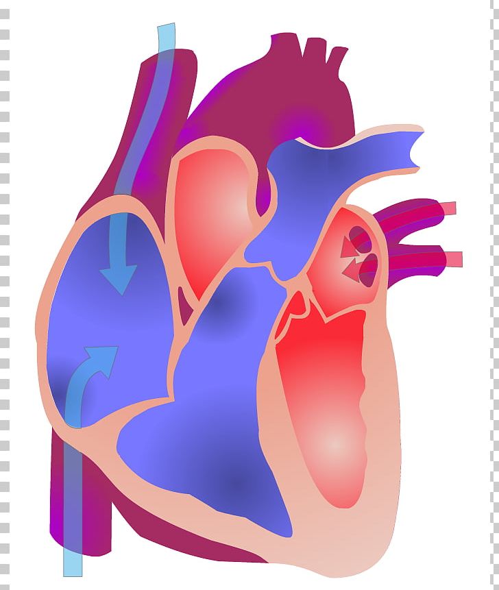 Electrical Conduction System Of The Heart Animation Anatomy Cardiac Cycle  PNG, Clipart, Atrium, Blood Vessel, Cardiology,