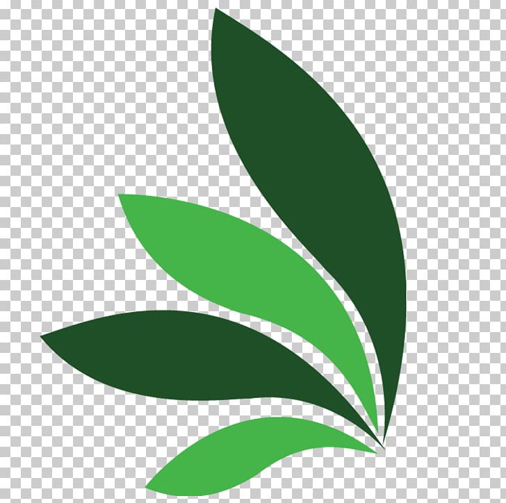 Leaf Plant Stem Green PNG, Clipart, Commodity, Grass, Green, India, Leaf Free PNG Download