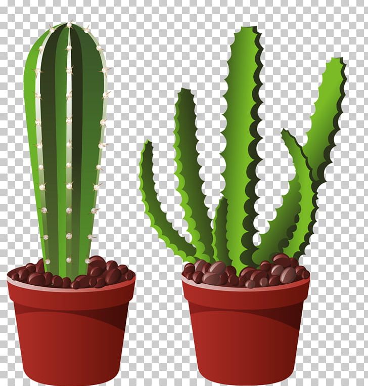 San Pedro Cactus Acanthocereus Tetragonus Cactaceae Plant PNG, Clipart, Acanthocereus Tetragonus, Cactaceae, Cactus, Caryophyllales, Color Free PNG Download