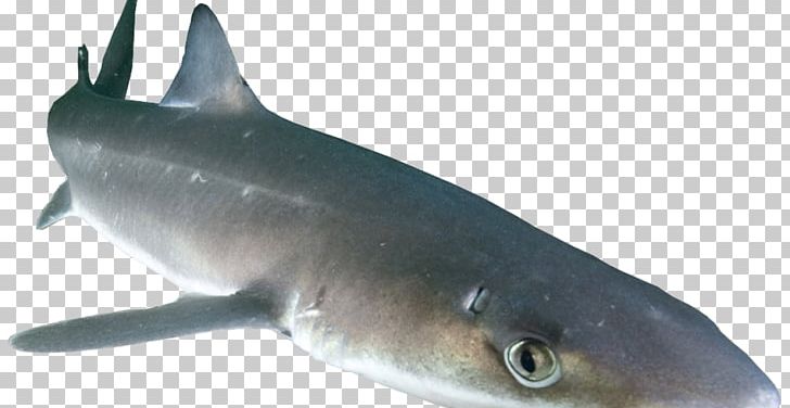 Spiny Dogfish Squalidae Prickly Shark Chondrichthyes PNG, Clipart, Acanthodii, Animals, Basking Shark, Carcharhiniformes, Cartilaginous Fish Free PNG Download