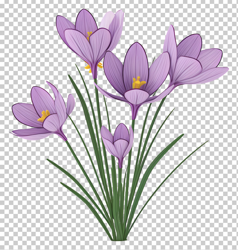 Purple Crocuses - Elegant Purple Crocus Flower Bouquet PNG