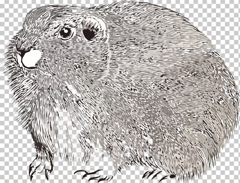 Groundhog Day Happy Groundhog Day Groundhog PNG, Clipart, Animal Figure, Beaver, Gopher, Groundhog, Groundhog Day Free PNG Download