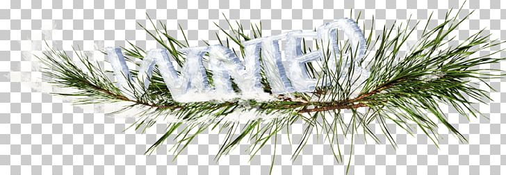 Fir Pine Tree PNG, Clipart, Autumn, Branch, Branches, Christmas, Christmas Ornament Free PNG Download