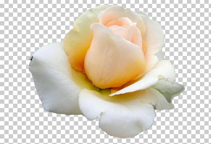Garden Roses Cut Flowers Petal PNG, Clipart, Closeup, Cut Flowers, Flower, Flowering Plant, Flowers Free PNG Download