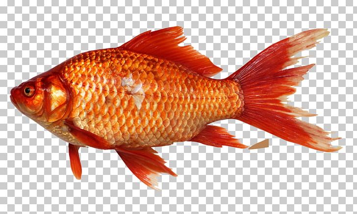 Goldfish PNG, Clipart, Animals, Bony Fish, Computer Icons, Desktop Wallpaper, Download Free PNG Download