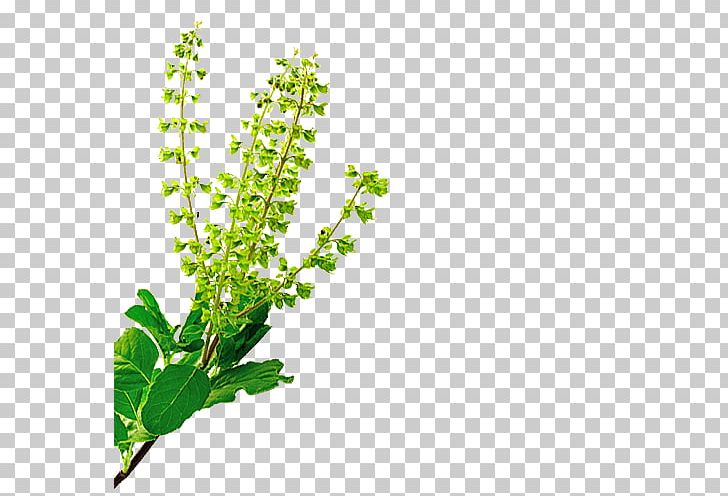 Herb Holy Basil Plant Neem Tree PNG, Clipart, Aloe Vera, Aquarium Decor, Ayurveda, Azadirachta, Basil Free PNG Download