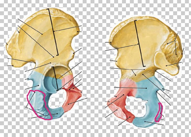 Human Anatomy Hip Bone Inferior Pubic Ramus Pubis Human Skeleton PNG, Clipart, Anatomy, Angle, Bone, Ear, Face Free PNG Download