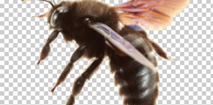 Insect The Carpenter Bee Apidae PNG, Clipart, Apidae, Arthropod, Bee, Beehive, Bumblebee Free PNG Download