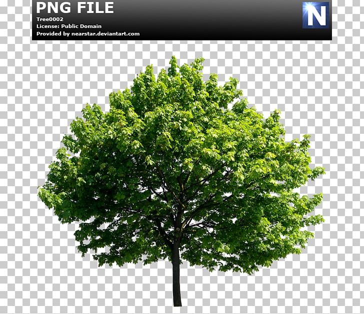 Tree Ulmus Minor Lossless Compression PNG, Clipart, Data, Data Compression, Elm, English Oak, Ficus Free PNG Download
