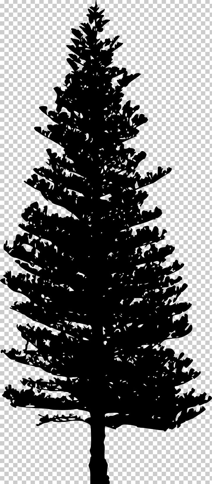 Tsuga Heterophylla Pine Tree PNG, Clipart, Black And White, Branch, Christmas Decoration, Christmas Ornament, Christmas Tree Free PNG Download