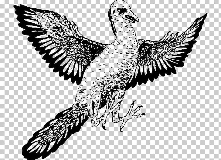 Archaeopteryx Dinosaur Microraptor Bird Reptile PNG, Clipart, Archaeopteryx, Art, Beak, Bird, Bird Of Prey Free PNG Download