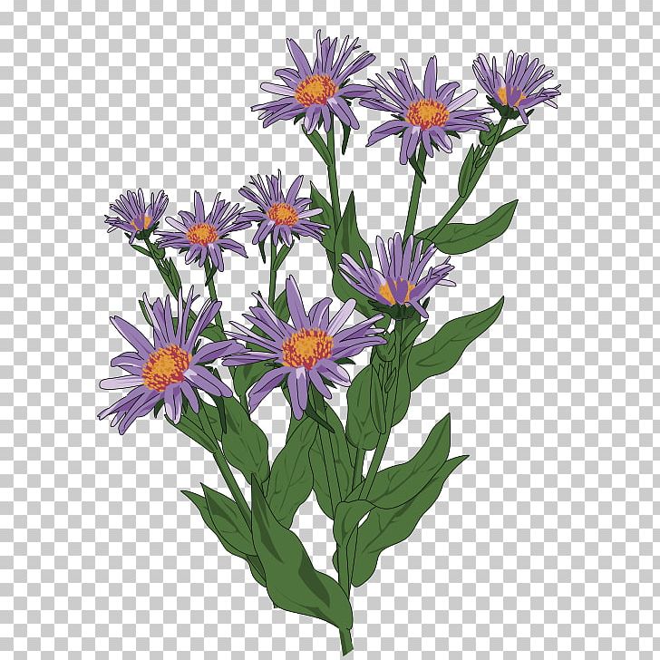 Aster Pyrenaeus Flower PNG, Clipart, Annual Plant, Aster, Aster Pyrenaeus, Computer Icons, Daisy Free PNG Download