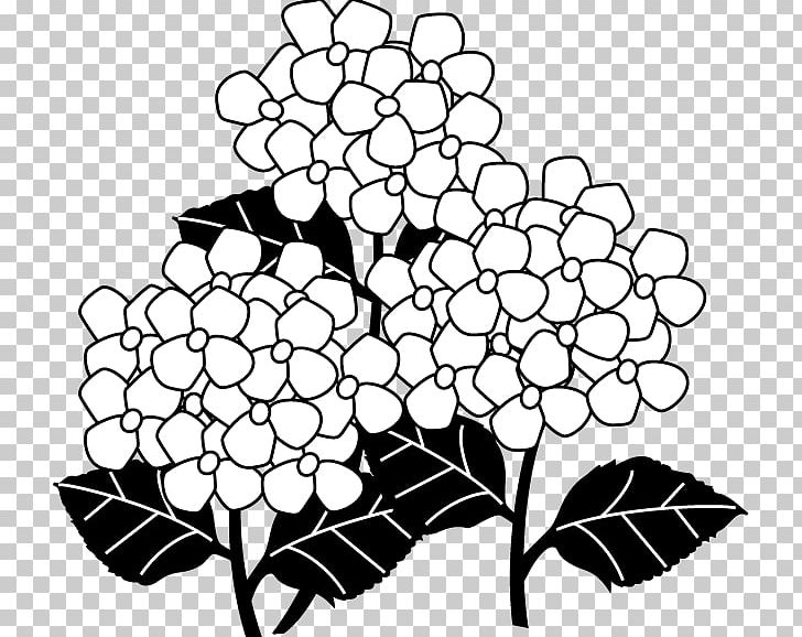 Black And White French Hydrangea Monochrome Painting PNG, Clipart, Black, Black And White, Branch, Circle, Color Free PNG Download