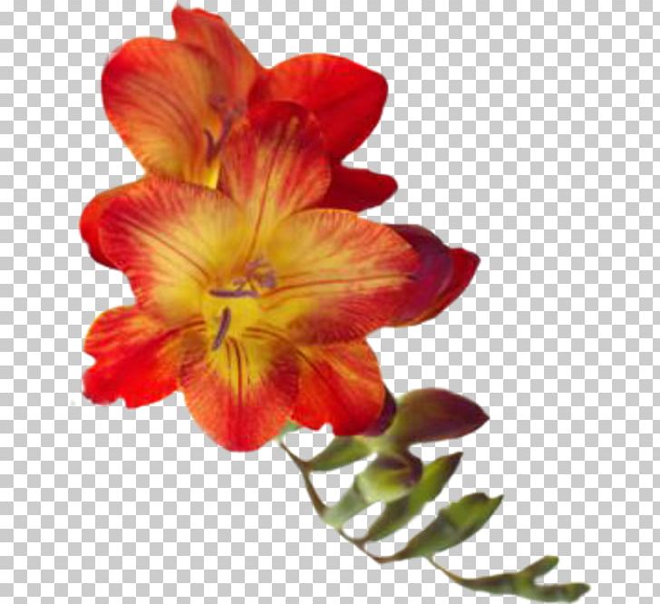 Cut Flowers Orange S.A. Tulip PNG, Clipart, Alstroemeriaceae, Amaryllis Belladonna, Cicekler, Cut Flowers, Daylily Free PNG Download