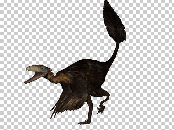 Anatidae Velociraptor Goose Cygnini Duck PNG, Clipart, Anatidae, Animals, Beak, Bird, Cygnini Free PNG Download