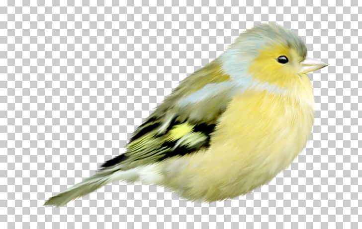 Bird American Sparrows Passerine PNG, Clipart, American Sparrows, Animals, Bea, Bird, Canary Free PNG Download