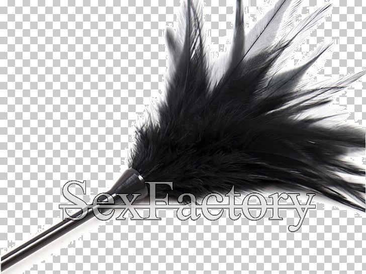 Feather White Black M PNG, Clipart, Animals, Black, Black And White, Black M, Feather Free PNG Download