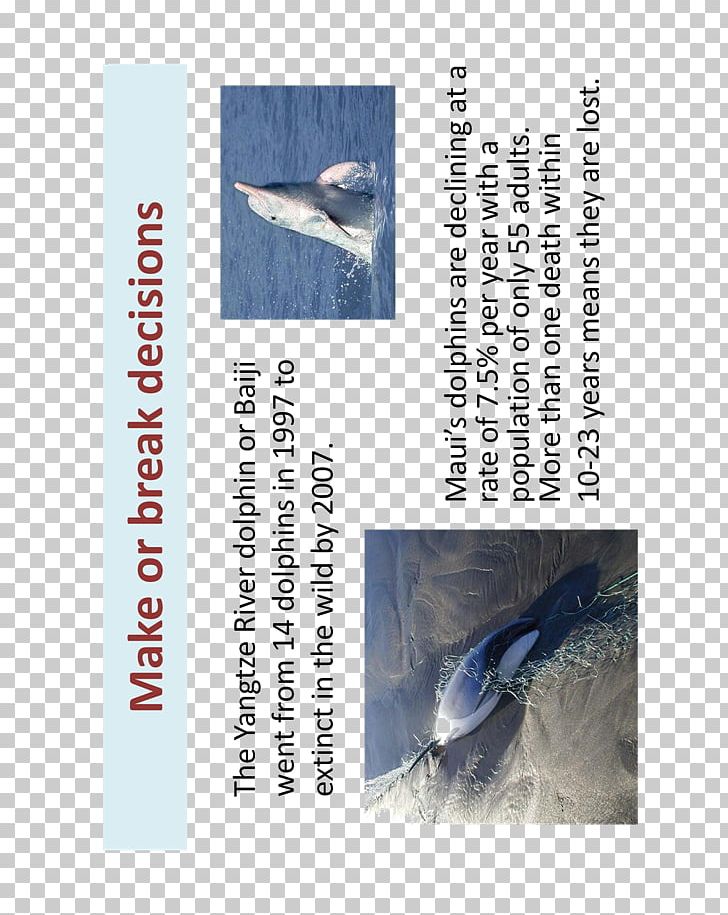 River Dolphin Yangtze Baiji Font PNG, Clipart, Animals, Baiji, Dolphin, Feather, River Dolphin Free PNG Download
