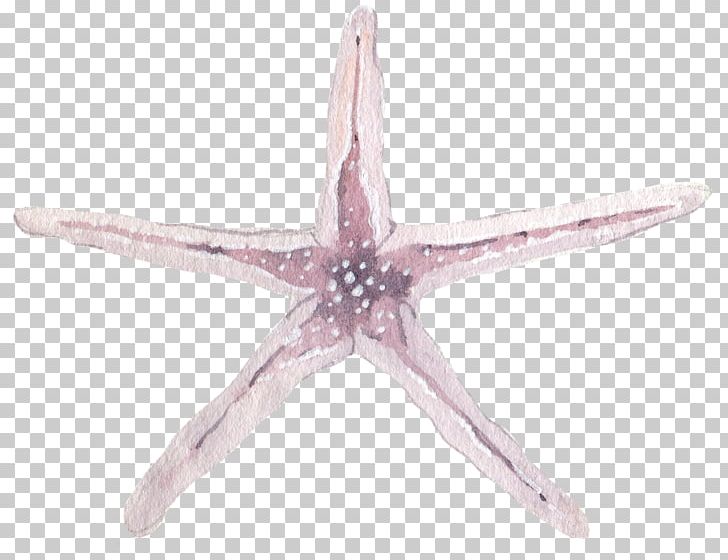 Starfish Purple Pisaster Ochraceus PNG, Clipart, Adobe Illustrator, Animals, Christmas Lights, Download, Echinoderm Free PNG Download