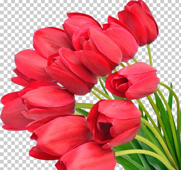 Tulip Flower Bouquet PNG, Clipart, Annual Plant, Cut Flowers, Desktop Wallpaper, Digital Image, Flower Free PNG Download