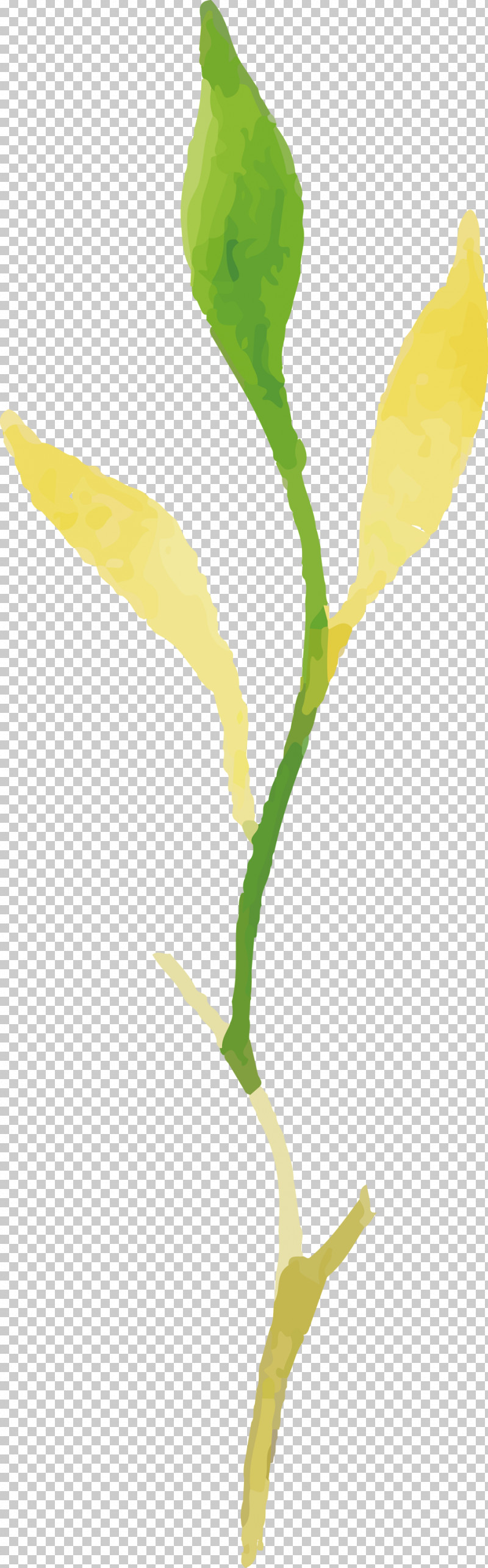 Plant Stem Petal Leaf Twig Yellow PNG, Clipart, Biology, Colorful Leaf, Flower, Leaf, Petal Free PNG Download