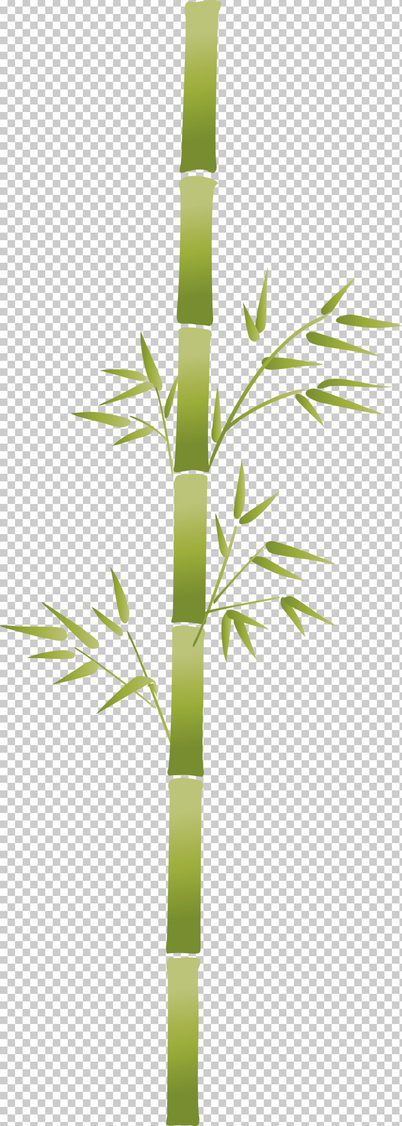 Bamboo Leaf PNG, Clipart, Bamboo, Branch, Flower, Grass, Grass Family Free PNG Download