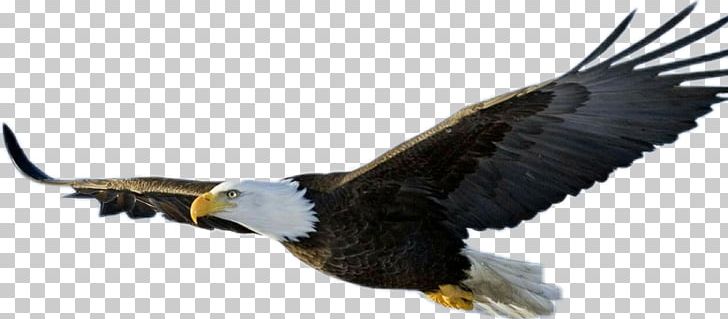 Bald Eagle Eagle Flight Bird PNG, Clipart, Accipitriformes, Animals, Bald, Bald Eagle, Beak Free PNG Download